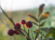 Abstract color photo of the prairie.
