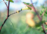 Abstract color photo of the prairie.