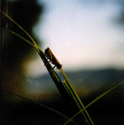 Color photo of prairie environment with an insect from the prairie.