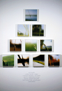 Color photo of prairie environment with an insect from the prairie.