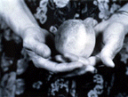 Black and White photo of hands holding a peach.